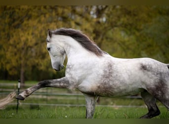 Ungarisches Sportpferd, Wallach, 10 Jahre, 165 cm, Apfelschimmel