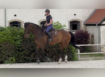 Ungarisches Sportpferd, Wallach, 10 Jahre, 165 cm, Brauner