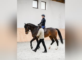 Ungarisches Sportpferd, Wallach, 10 Jahre, 165 cm, Brauner