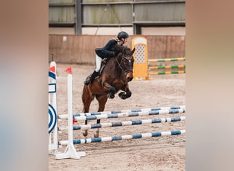 Ungarisches Sportpferd, Wallach, 10 Jahre, 165 cm, Brauner