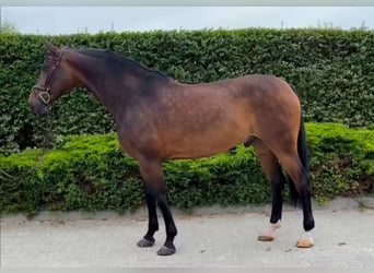 Ungarisches Sportpferd, Wallach, 10 Jahre, 165 cm, Rotbrauner