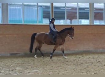 Ungarisches Sportpferd, Wallach, 10 Jahre, 168 cm, Brauner