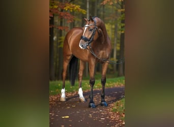 Ungarisches Sportpferd, Wallach, 10 Jahre, 168 cm, Rotbrauner