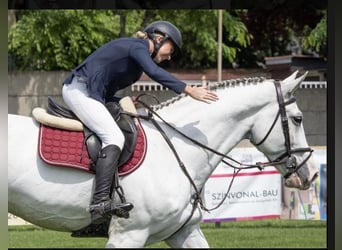Ungarisches Sportpferd, Wallach, 10 Jahre, 169 cm, Schimmel