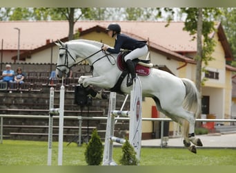 Ungarisches Sportpferd, Wallach, 10 Jahre, 169 cm, Schimmel