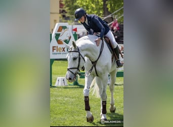 Ungarisches Sportpferd, Wallach, 10 Jahre, 169 cm, Schimmel