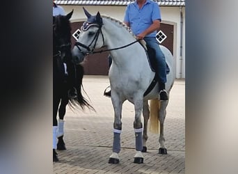 Ungarisches Sportpferd, Wallach, 10 Jahre, 173 cm, Schimmel