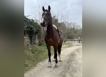 Ungarisches Sportpferd, Wallach, 10 Jahre, 180 cm, Brauner