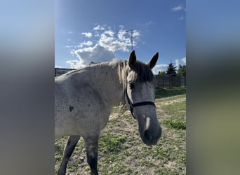 Ungarisches Sportpferd, Wallach, 10 Jahre, Schimmel