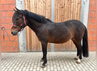 Ungarisches Sportpferd, Wallach, 11 Jahre, 142 cm, Brauner