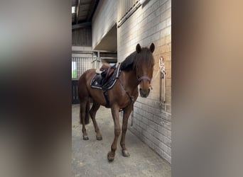 Ungarisches Sportpferd, Wallach, 11 Jahre, 148 cm