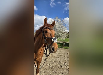 Ungarisches Sportpferd, Wallach, 11 Jahre, 150 cm, Fuchs