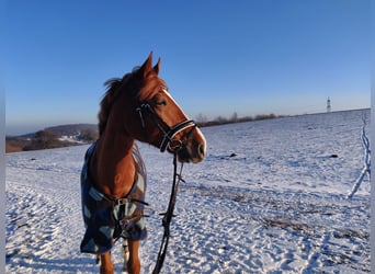 Ungarisches Sportpferd, Wallach, 11 Jahre, 157 cm, Fuchs