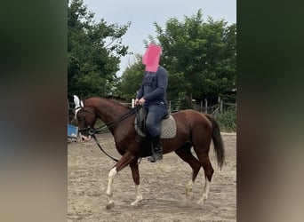 Ungarisches Sportpferd, Wallach, 11 Jahre, 160 cm, Dunkelfuchs