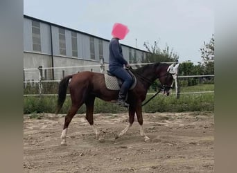 Ungarisches Sportpferd, Wallach, 11 Jahre, 160 cm, Dunkelfuchs