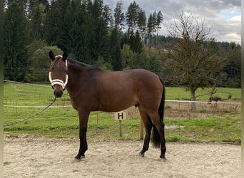 Ungarisches Sportpferd, Wallach, 11 Jahre, 163 cm, Brauner