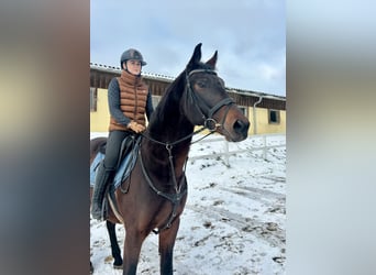 Ungarisches Sportpferd, Wallach, 11 Jahre, 163 cm, Dunkelbrauner