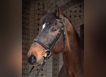 Ungarisches Sportpferd, Wallach, 11 Jahre, 165 cm, Brauner