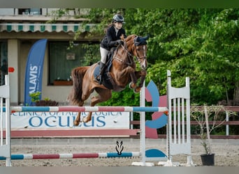 Ungarisches Sportpferd, Wallach, 11 Jahre, 165 cm, Dunkelfuchs