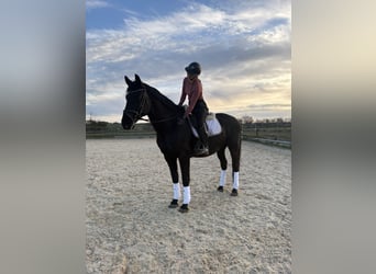 Ungarisches Sportpferd, Wallach, 11 Jahre, 165 cm, Rappe