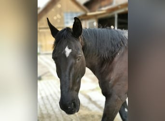 Ungarisches Sportpferd, Wallach, 11 Jahre, 165 cm, Rappe