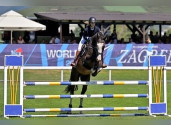 Ungarisches Sportpferd, Wallach, 11 Jahre, 170 cm, Dunkelbrauner