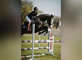 Ungarisches Sportpferd, Wallach, 11 Jahre, 170 cm, Dunkelbrauner