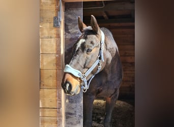 Ungarisches Sportpferd Mix, Wallach, 11 Jahre, 171 cm, Dunkelbrauner