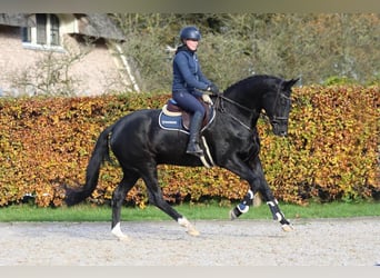 Ungarisches Sportpferd, Wallach, 11 Jahre, 174 cm, Rappe