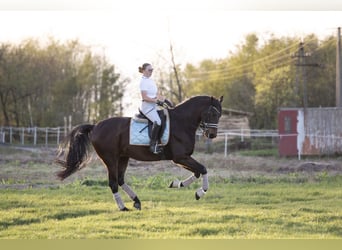 Ungarisches Sportpferd, Wallach, 11 Jahre, 175 cm, Dunkelbrauner