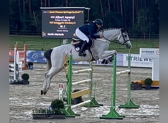 Ungarisches Sportpferd, Wallach, 11 Jahre, 176 cm, Schimmel