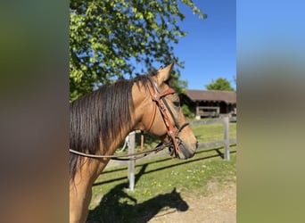 Ungarisches Sportpferd Mix, Wallach, 12 Jahre, 150 cm, Falbe