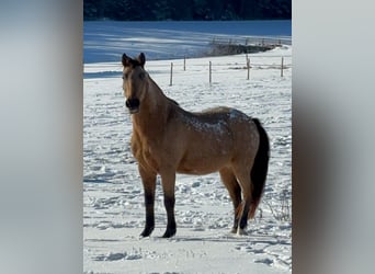 Ungarisches Sportpferd Mix, Wallach, 12 Jahre, 150 cm, Falbe