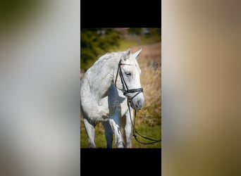 Ungarisches Sportpferd, Wallach, 12 Jahre, 160 cm, Fliegenschimmel