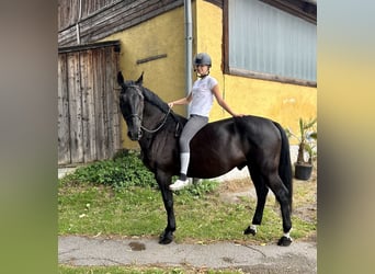 Ungarisches Sportpferd, Wallach, 12 Jahre, 162 cm, Rappe