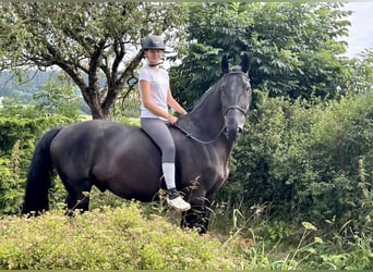 Ungarisches Sportpferd, Wallach, 12 Jahre, 162 cm, Rappe