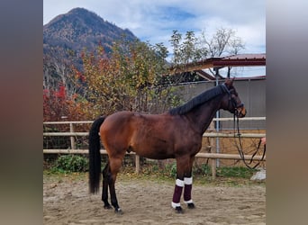 Ungarisches Sportpferd, Wallach, 12 Jahre, 163 cm, Brauner