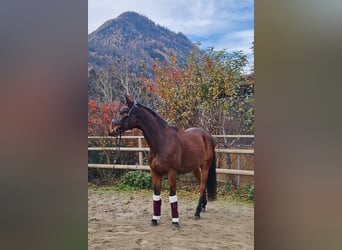 Ungarisches Sportpferd, Wallach, 12 Jahre, 163 cm