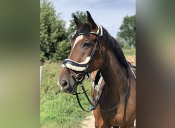 Ungarisches Sportpferd, Wallach, 12 Jahre, 185 cm, Brauner