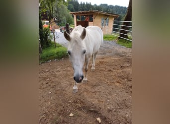 Ungarisches Sportpferd, Wallach, 13 Jahre, 150 cm, Schimmel