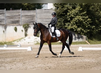 Ungarisches Sportpferd, Wallach, 13 Jahre, 156 cm, Dunkelbrauner