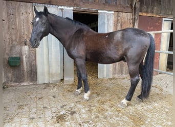 Ungarisches Sportpferd, Wallach, 13 Jahre, 165 cm, Rappe