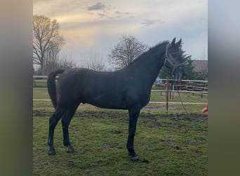 Ungarisches Sportpferd, Wallach, 13 Jahre, 165 cm, Schimmel