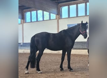 Ungarisches Sportpferd, Wallach, 13 Jahre, 168 cm, Rappe