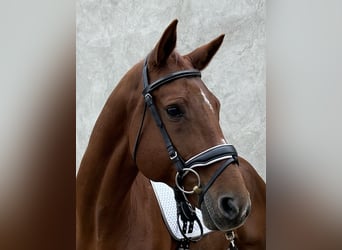 Ungarisches Sportpferd, Wallach, 13 Jahre, 171 cm, Fuchs