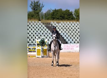Ungarisches Sportpferd, Wallach, 13 Jahre, 171 cm, Schimmel