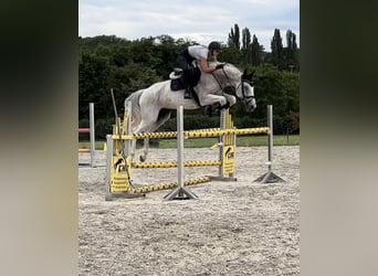 Ungarisches Sportpferd, Wallach, 13 Jahre, 171 cm, Schimmel