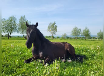 Ungarisches Sportpferd, Wallach, 13 Jahre, 173 cm, Rappe