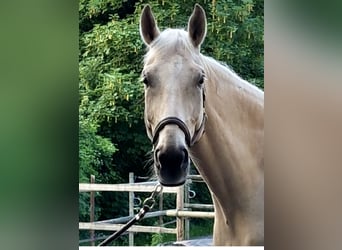 Ungarisches Sportpferd, Wallach, 13 Jahre, 180 cm, Cremello