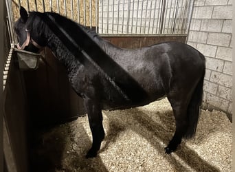 Ungarisches Sportpferd, Wallach, 14 Jahre, 134 cm, Rappe